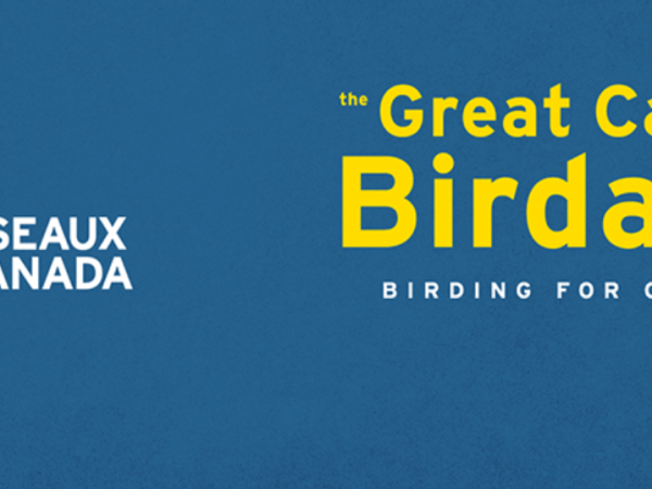Great Canadian Birdathon 2022 – The Griping Plovers