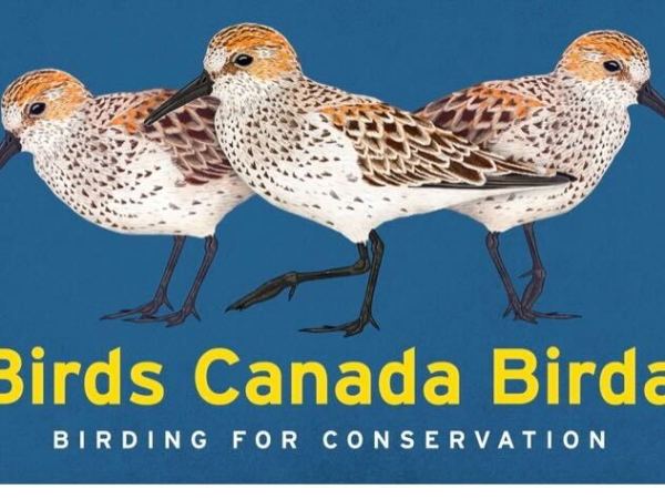 Birds Canada Birdathon 2023 – The Griping Plovers